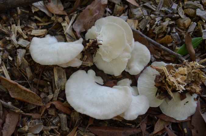 Australian oyster mushroom growing on wood chips.