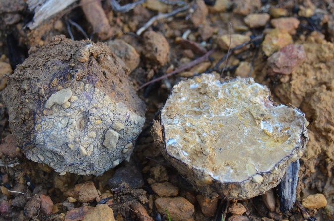 a pseudosclerotium unearthed by a dozer building a fire break